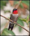 _4SB8539 ruby-throated hummingbird
